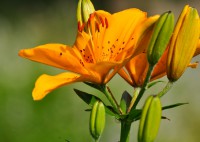 /album/garden/dsc21543-jpg/