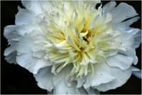/album/garden/dsc1773-02-jpg/