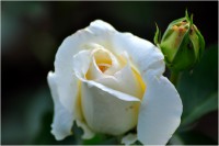 /album/garden/dsc1791-01-jpg/