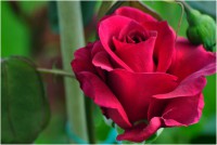/album/garden/dsc1789-02-jpg/