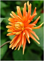 /album/garden/dsc2155-01-jpg/