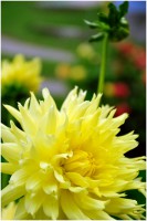 /album/garden/dsc2149-01-jpg/