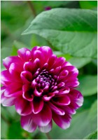 /album/garden/dsc2158-01-jpg/